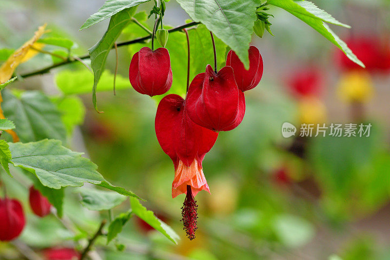 蒂罗尔灯/abutilon megapotamicum 花